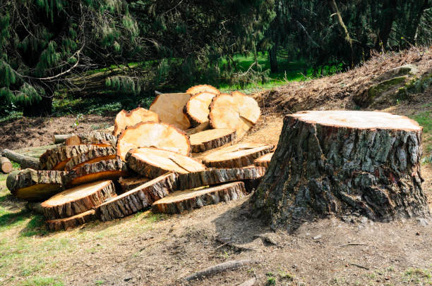 Best Tree Preservation Services  in Saunders Lake, OR